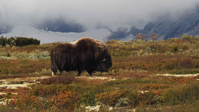 Moskus p Dovrefjell